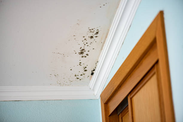 Best Local Mold Removal Service  in Creve Coeur, MO