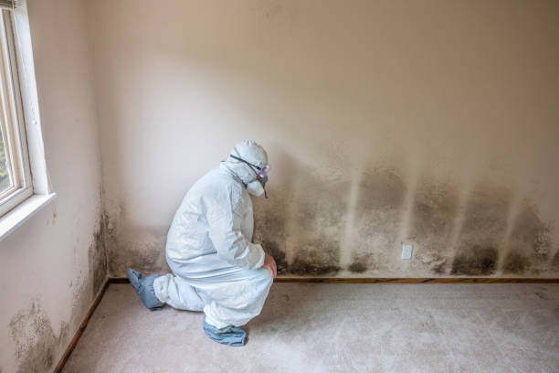 Trusted Creve Coeur, MO Mold Removal Experts