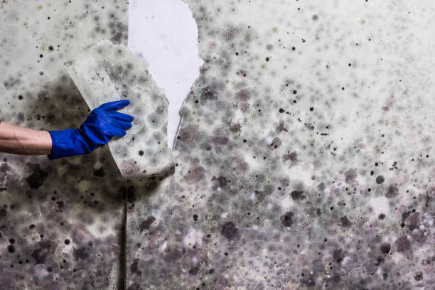 Best Attic Mold Removal  in Creve Coeur, MO