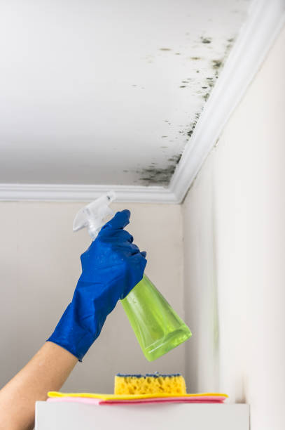 Certified Mold Removal in Creve Coeur, MO