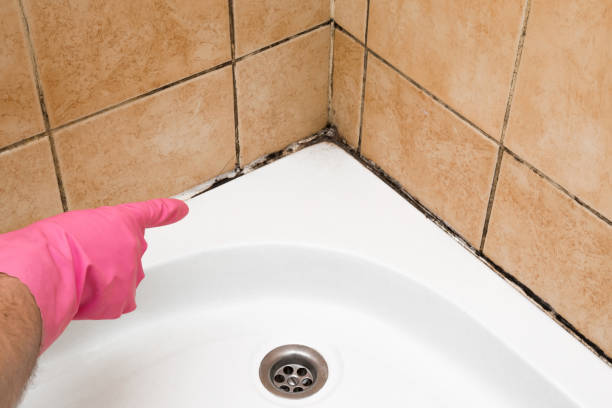 Best Toxic Mold Removal  in Creve Coeur, MO